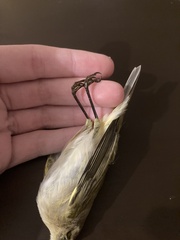 Phylloscopus collybita collybita