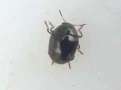 Ditropidus compactus