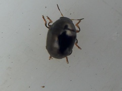 Ditropidus compactus