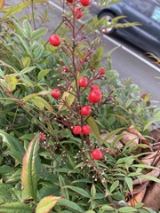 Nandina