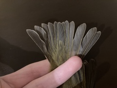 Phylloscopus collybita collybita