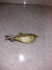 Phylloscopus collybita collybita