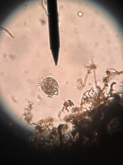 Spirotrichea