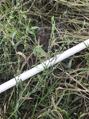 Polygonum ramosissimum