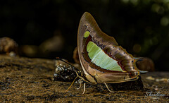 Polyura