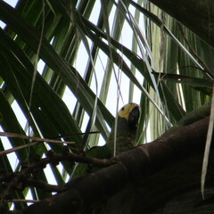 Orthopsittaca manilatus