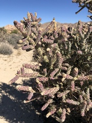 Cylindropuntia ramosissima