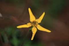 Bidens ostruthioides