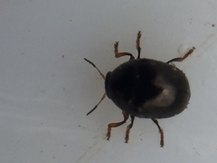 Ditropidus compactus