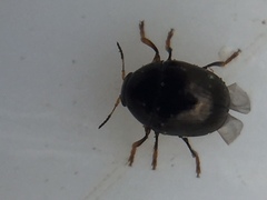 Ditropidus compactus