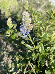 Ceanothus thyrsiflorus thyrsiflorus