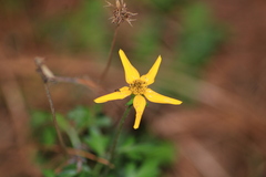 Bidens ostruthioides