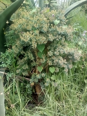Sedum oxypetalum