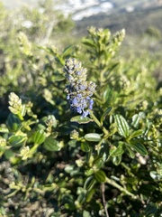 Ceanothus thyrsiflorus thyrsiflorus