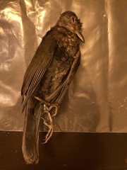 Turdus merula aterrimus