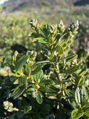 Ceanothus thyrsiflorus thyrsiflorus