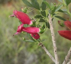 Eremophila maculata