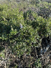 Ceanothus thyrsiflorus thyrsiflorus