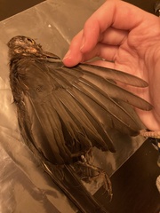 Turdus merula aterrimus