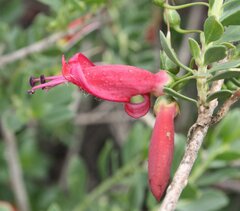 Eremophila maculata