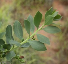 Eremophila maculata