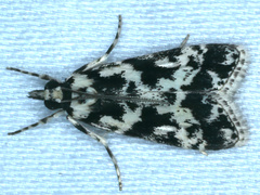 Eudonia aphrodes