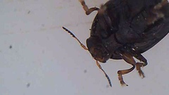 Ditropidus compactus