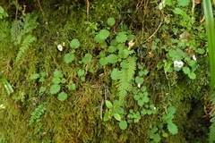 Jovellana repens