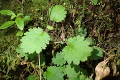 Jovellana repens