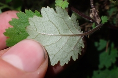 Jovellana repens