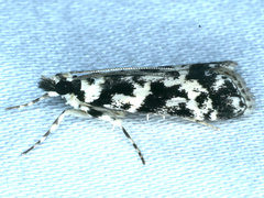 Eudonia aphrodes