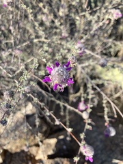 Dalea pulchra