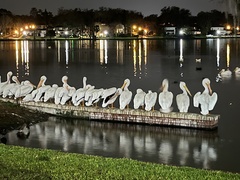 Pelecanus erythrorhynchos