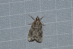 Scoparia basalis