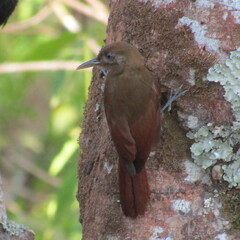 Dendrocincla fuliginosa