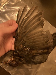 Turdus merula aterrimus