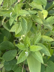 Heliotropium angiospermum