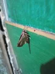 Noctuidae