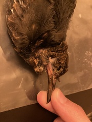 Turdus merula aterrimus