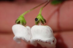 Jovellana repens