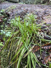 Anthoxanthum occidentale