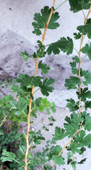Ribes inerme