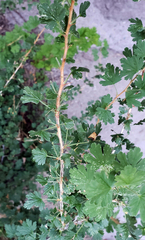 Ribes inerme