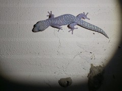Oedura tryoni