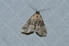 Dyspyralis illocata