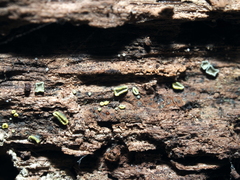 Chlorosplenium