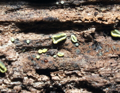 Chlorosplenium