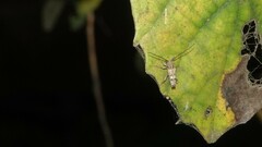 Glenea diversesignata