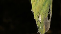 Glenea diversesignata