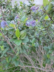 Ceanothus